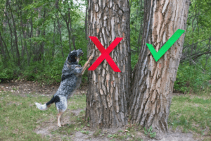 O que significa “Barking Up the Wrong Tree”?